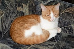 Tiere