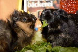 Tinitus und Speedy